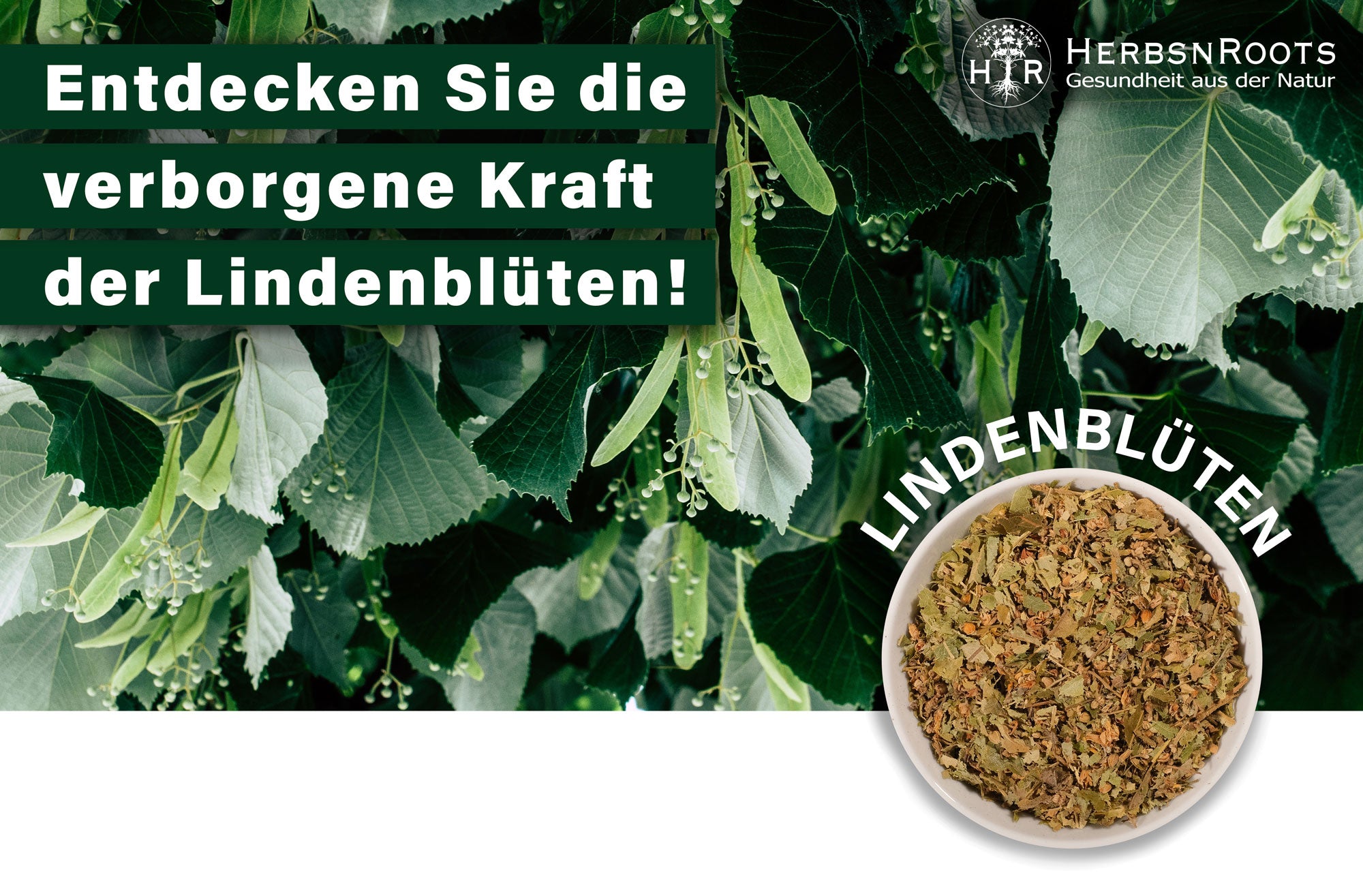 Kraut der Woche Nr. 18 - Entdecken Sie die faszinierende Welt der Lindenblüten!