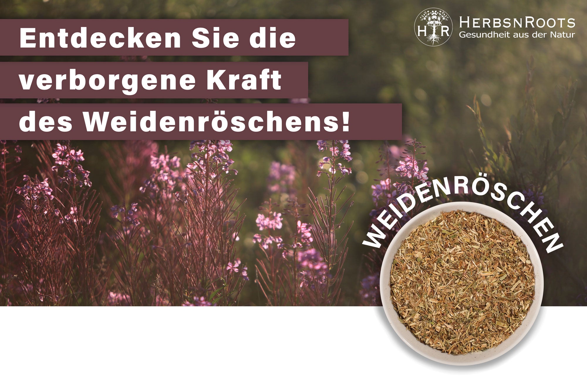 Kraut der Woche Nr. 17 - Entdecken Sie die faszinierende Welt des Weidenröschens