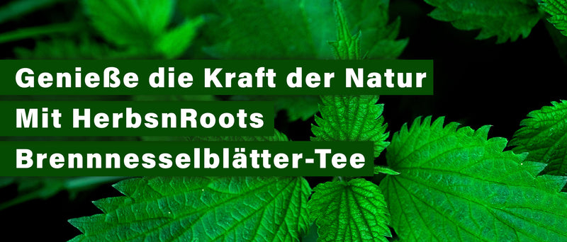 Kräuter der Woche Nr. 13 - Entdecken Sie das Geheimnis der Natur: Brennnesselblätter-Tee von HerbsnRoots