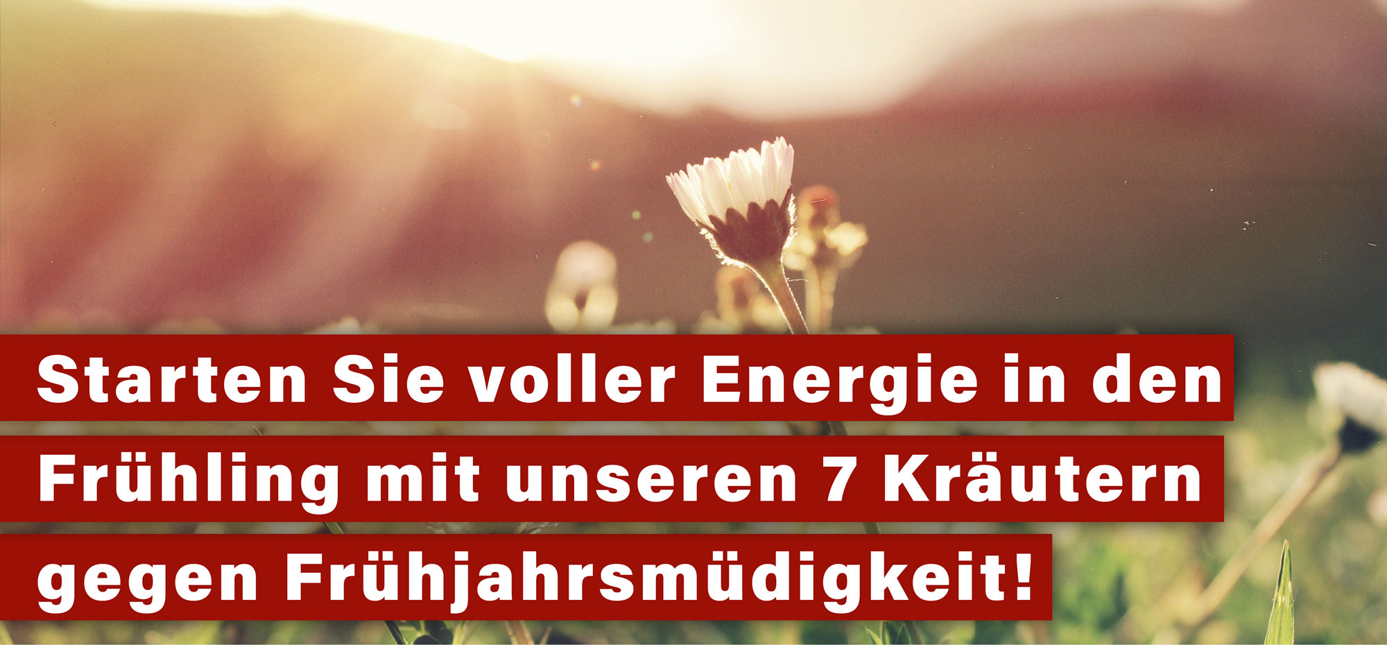 Kräuter der Woche Nr. 12 - Natürliche Hilfe gegen Frühjahrsmüdigkeit!