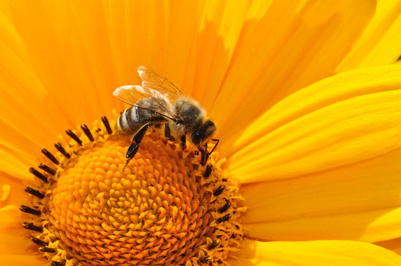 Blütenpollen - Beepollen