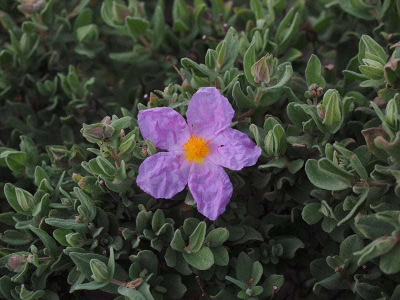 Cistus - Zistrosen