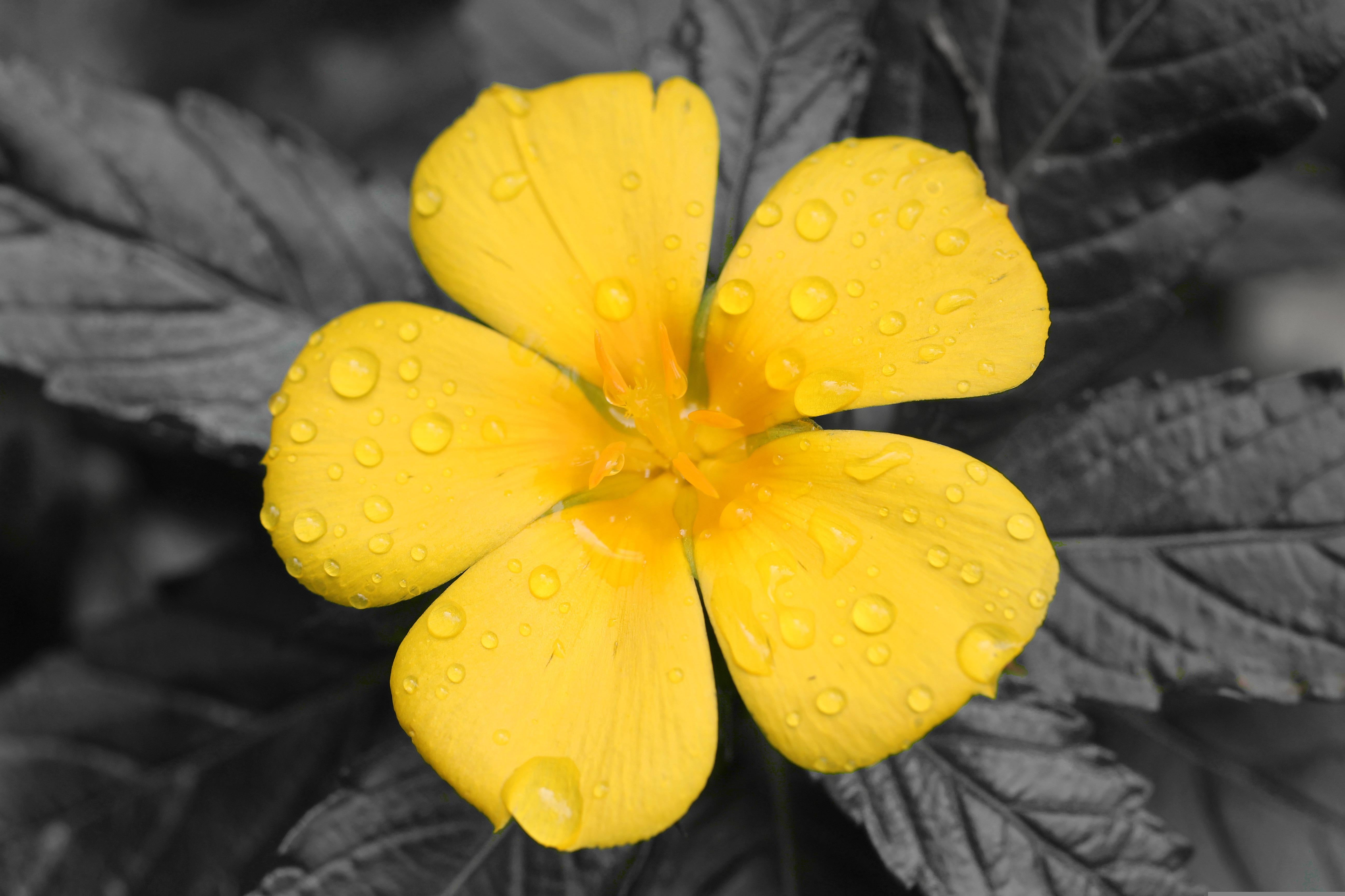 Damiana leaves / tea