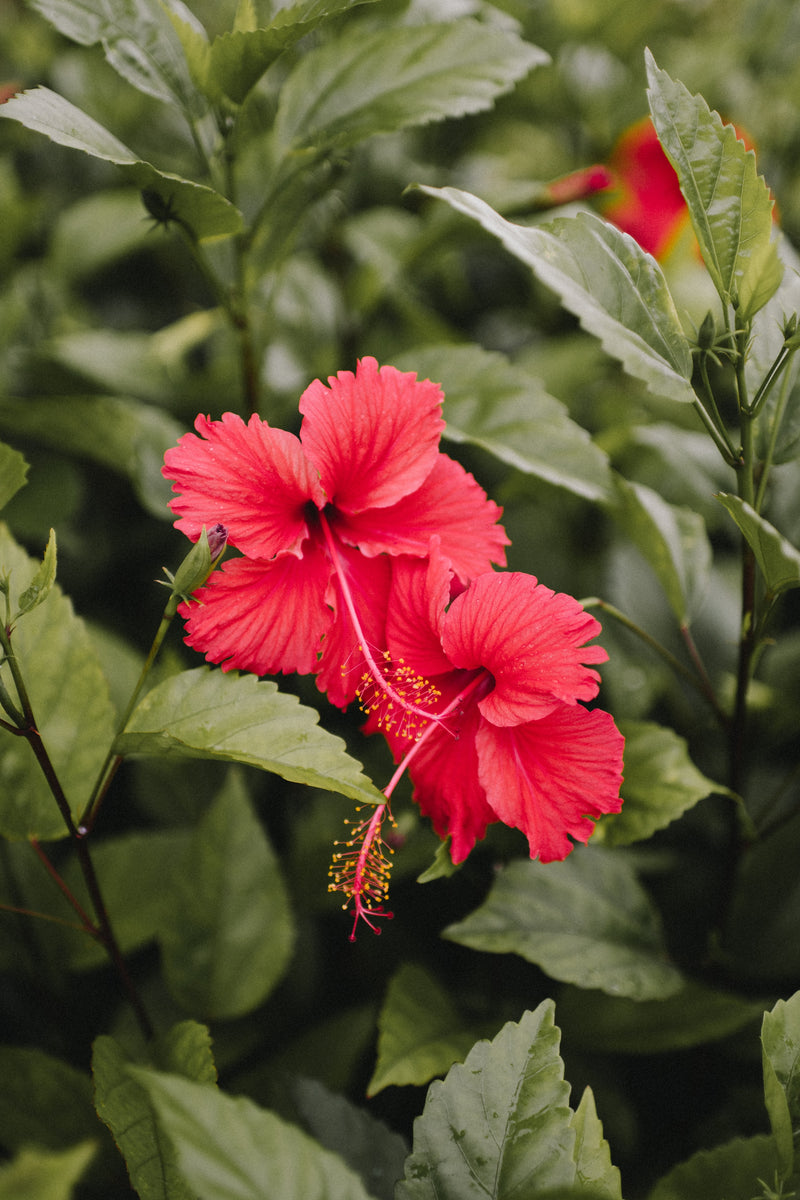 Hibiskusblüten