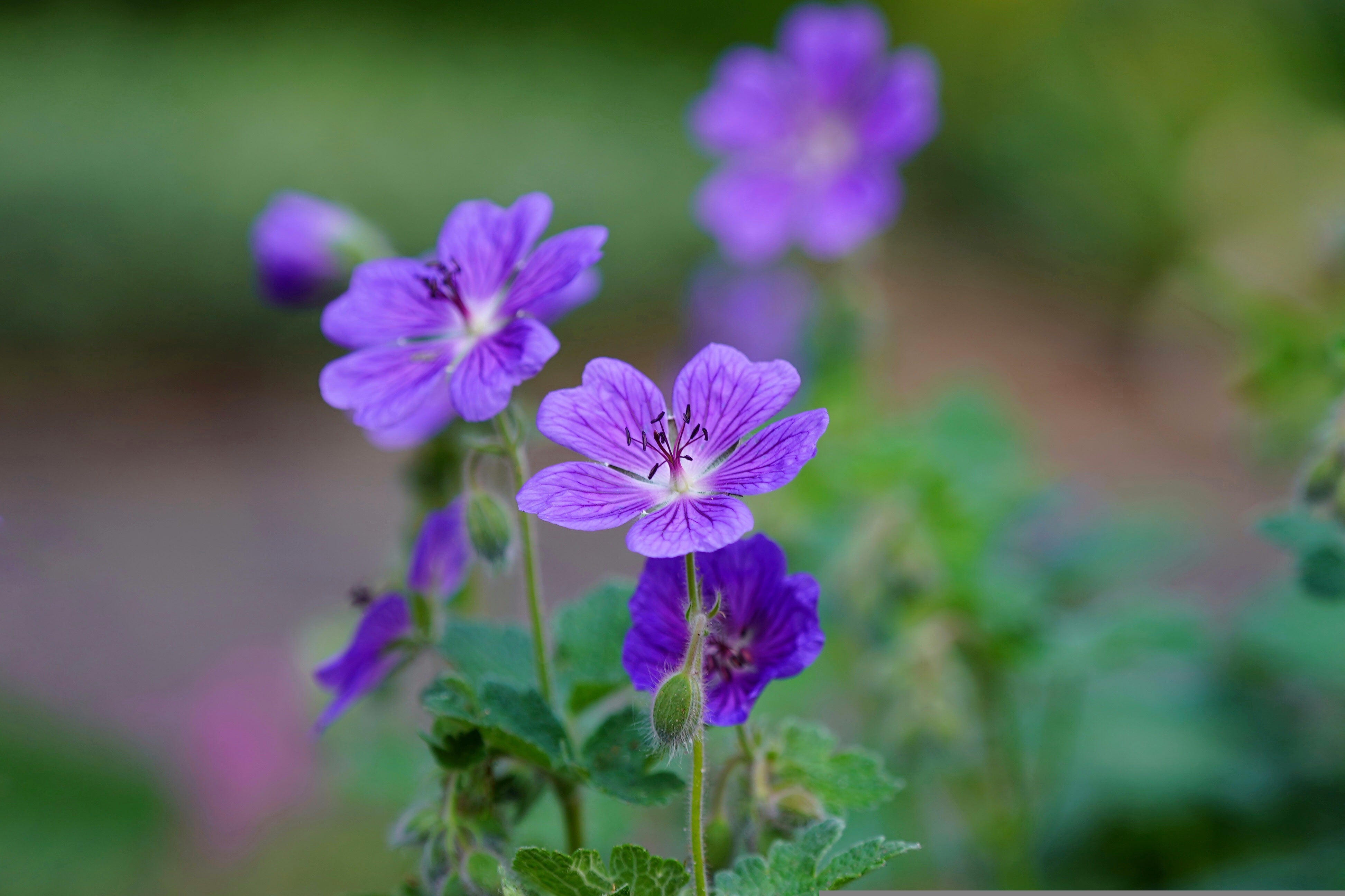 Malvenblüten Tee Blau