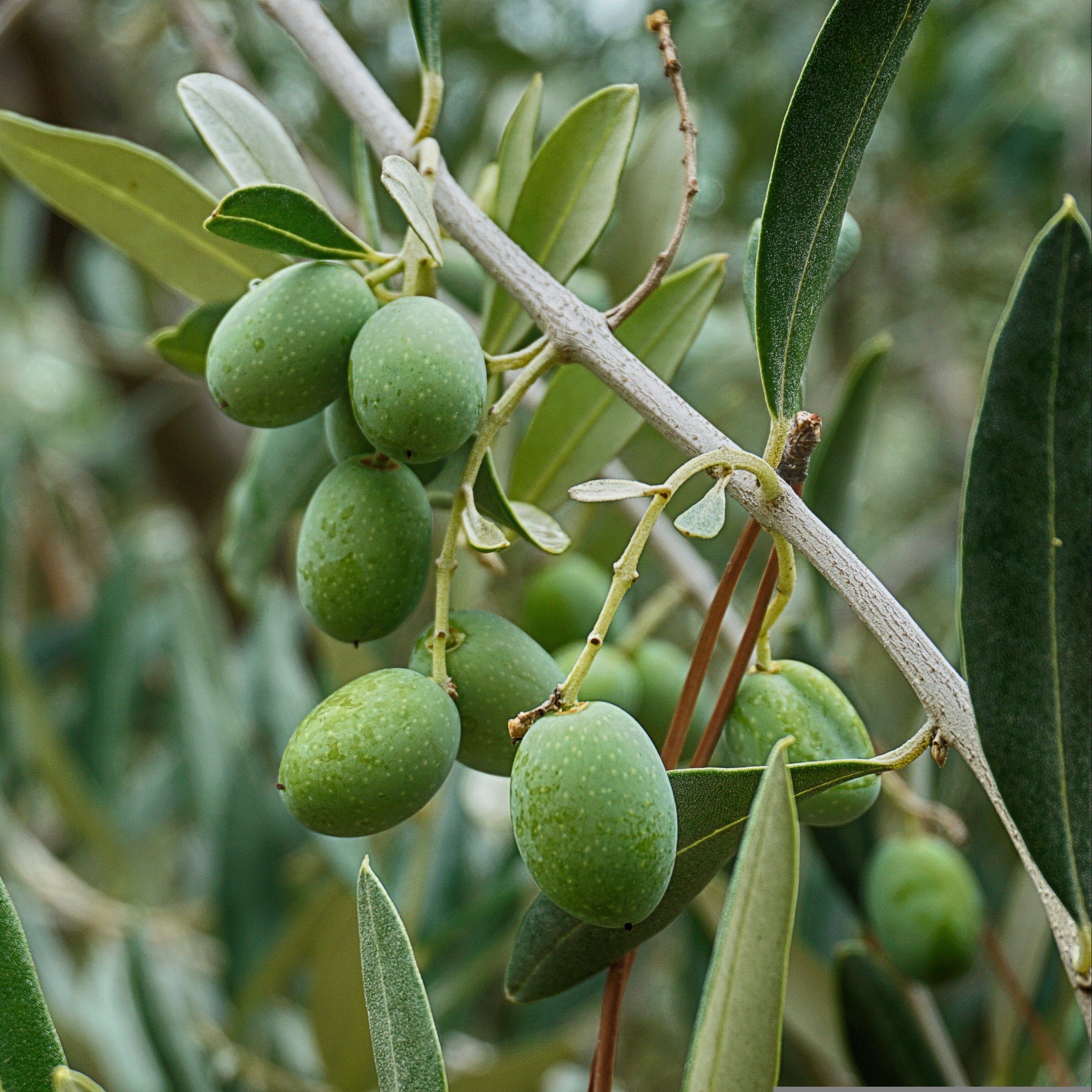 Olivenblätter "Energie und Lebenskraft"