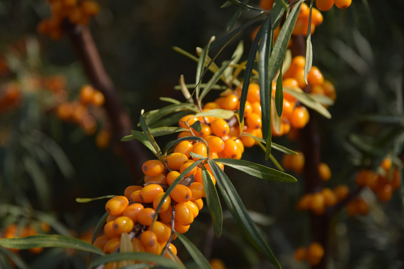 Sanddornbeeren