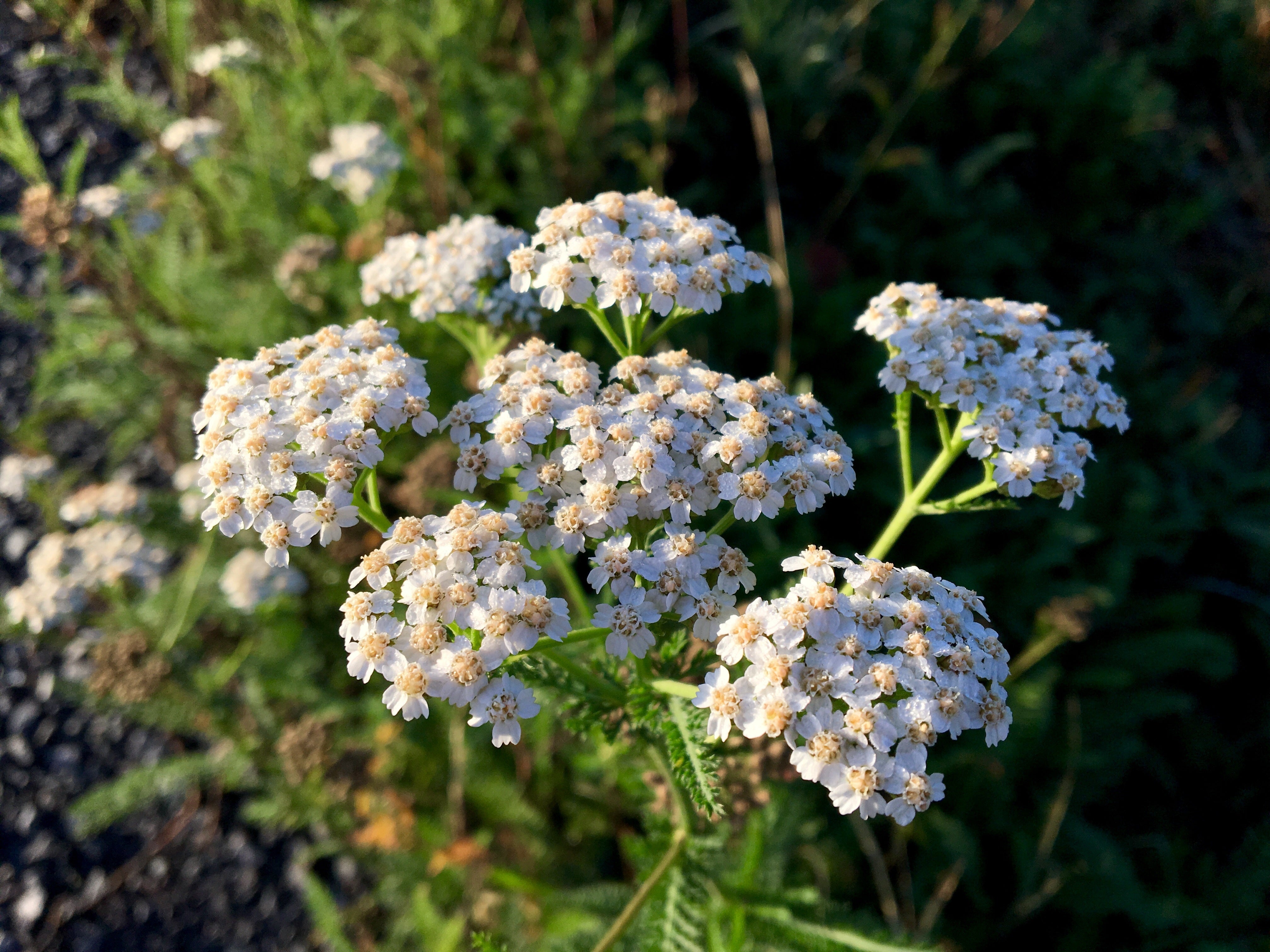 Schafgarbenblüten