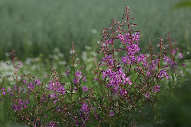 Willowherb tea - small-flowered in the best quality - according to Maria Treben